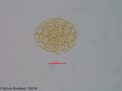 Albizia boinensis - lame n° 40583