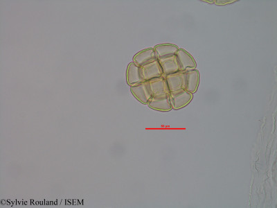 Albizia boivinii - lame n° 40574