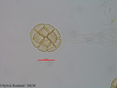 Albizia boivinii - lame n° 40574