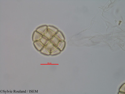 Albizia boivinii - lame n° 40574