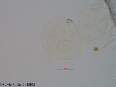 Albizia jaubertiana - lame n° 40579