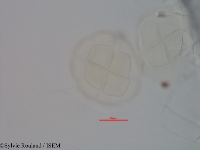 Albizia jaubertiana - lame n° 40579