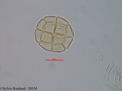 Albizia numidarum - lame n° 40576