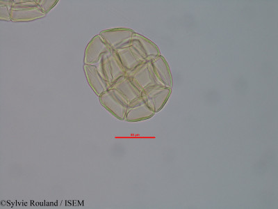 Albizia numidarum - lame n° 40576