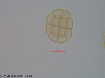 Albizia odorata - lame n° 40578