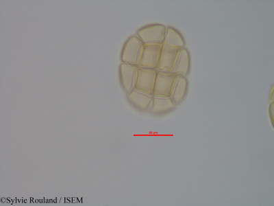 Albizia odorata - lame n° 40578