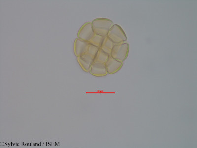 Albizia odorata - lame n° 40578