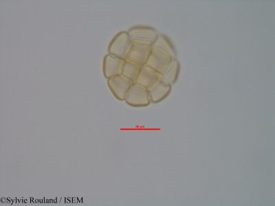 Albizia odorata - lame n° 40578