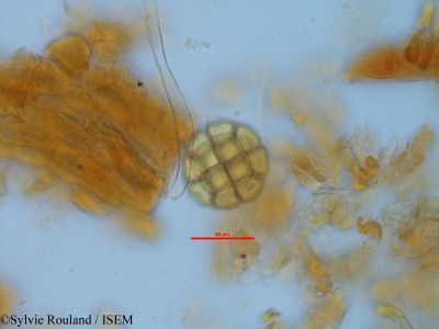 Albizia polyphylla - lame n° 35273