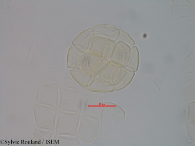 Albizia polyphylla - lame n° 40581