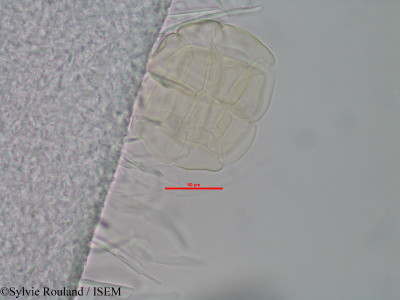 Albizia polyphylla - lame n° 40581