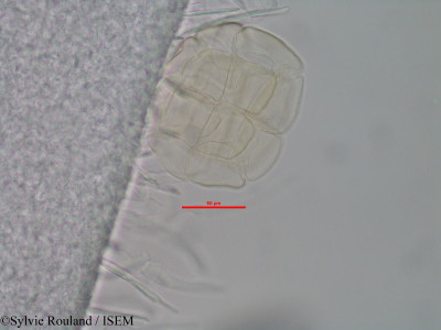 Albizia polyphylla - lame n° 40581