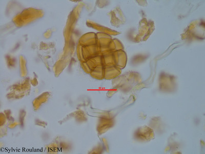 Albizia viridis - lame n° 34669