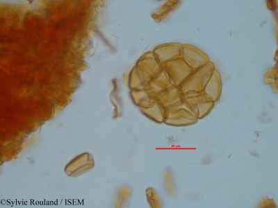 Albizia viridis - lame n° 35212