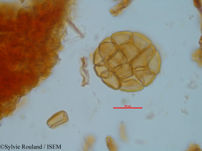 Albizia viridis - lame n° 35212