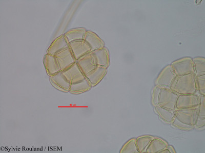 Albizia viridis - lame n° 40582