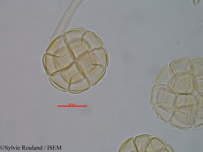 Albizia viridis - lame n° 40582