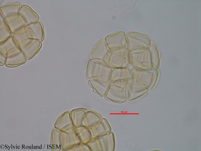 Albizia viridis - lame n° 40582