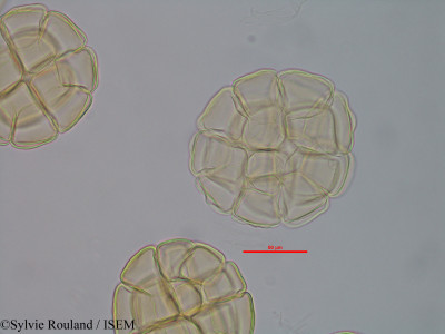 Albizia viridis - lame n° 40582