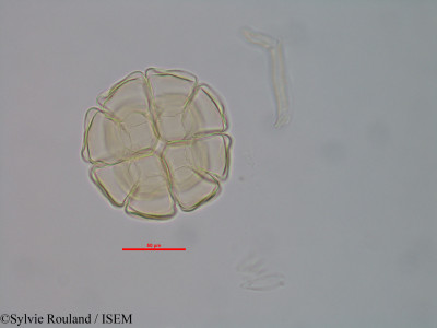 Albizia viridis - lame n° 40582