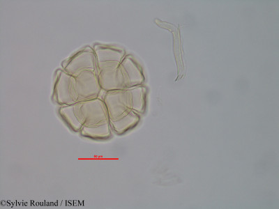Albizia viridis - lame n° 40582