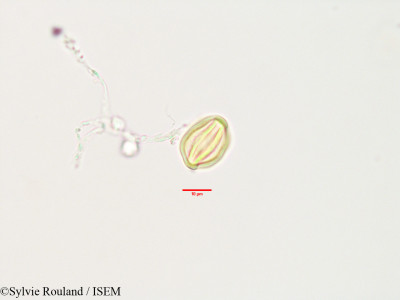 Sylvie.Rouland/Alchemilla_hildebrandtii_3488/Alchemilla_hildebrandtii_3488_0001(copy)_thumb.jpg