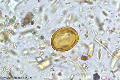 Sylvie.Rouland/Alchemilla_indica_4998/Alchemilla_indica_4998_0001(copy)_thumb.jpg