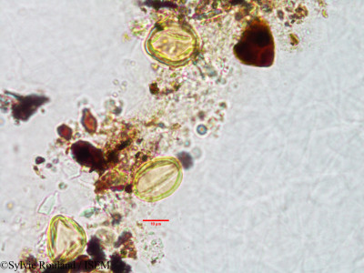 Sylvie.Rouland/Alchemilla_schizophylla_3027/Alchemilla_schizophylla_3027_0001(copy)_thumb.jpg