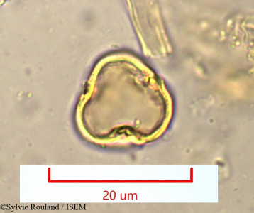Sylvie.Rouland/Alchornea_humbertii_945/Alchornea_humbertii_945_0001(copy)_thumb.jpg