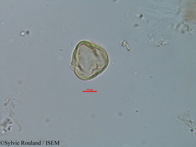 Sylvie.Rouland/Alchornea_perrieri_947/Alchornea_perrieri_947_0001(copy)_thumb.jpg