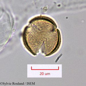 Sylvie.Rouland/Alectra_melampyroides_1468/Alectra_melampyroides_1468_0001(copy)_thumb.jpg