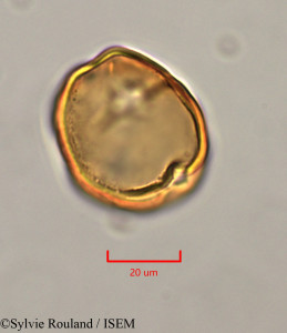 Sylvie.Rouland/Allanblackia_gabonensis_47327/Allanblackia_gabonensis_47327_0001(copy)_thumb.jpg
