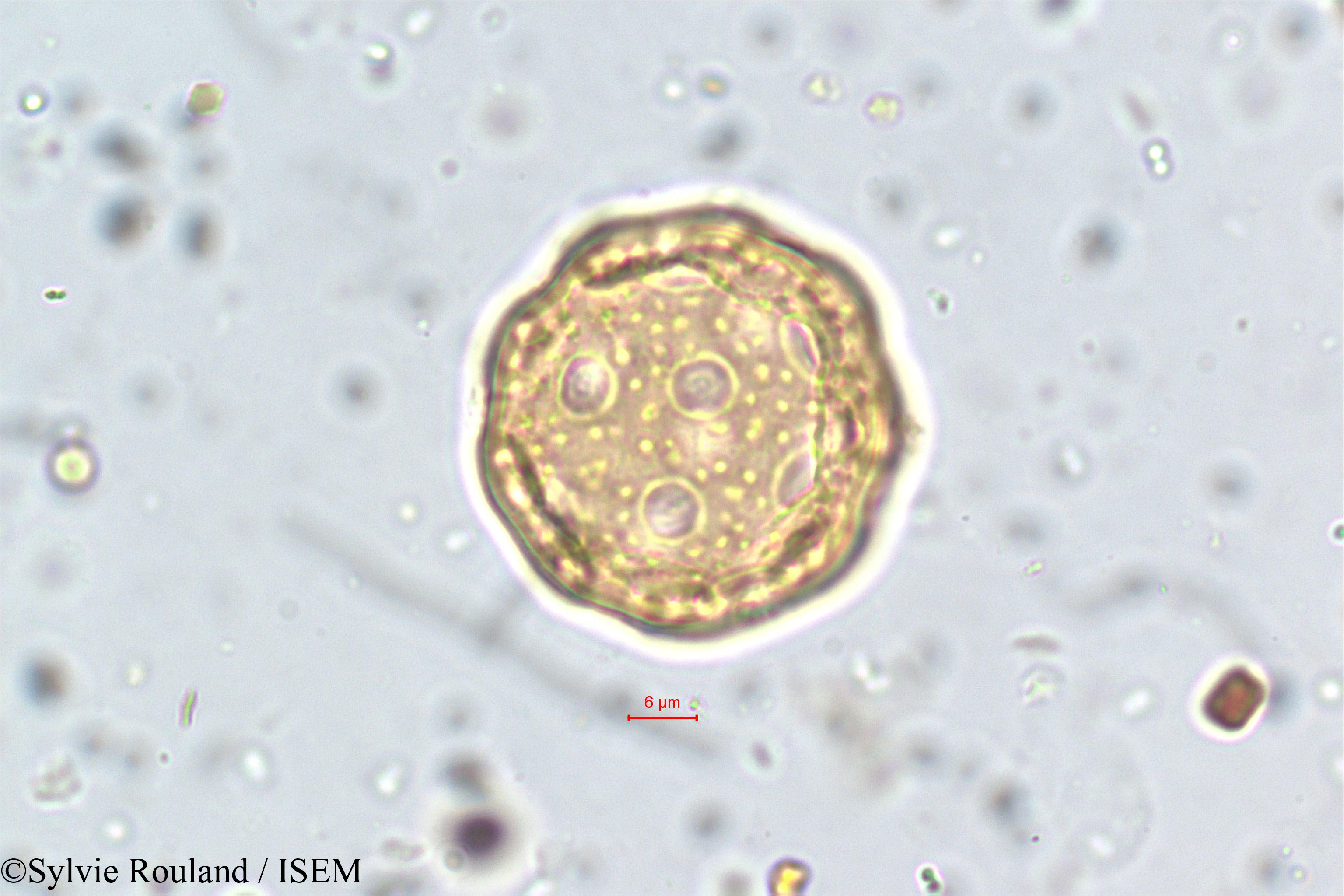 Sylvie.Rouland/Allmania_nodiflora_5778/Allmania_nodiflora_5778_0001(copy).jpg