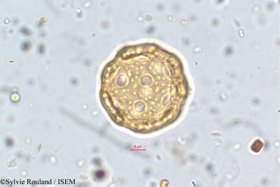 Sylvie.Rouland/Allmania_nodiflora_5778/Allmania_nodiflora_5778_0001(copy)_thumb.jpg