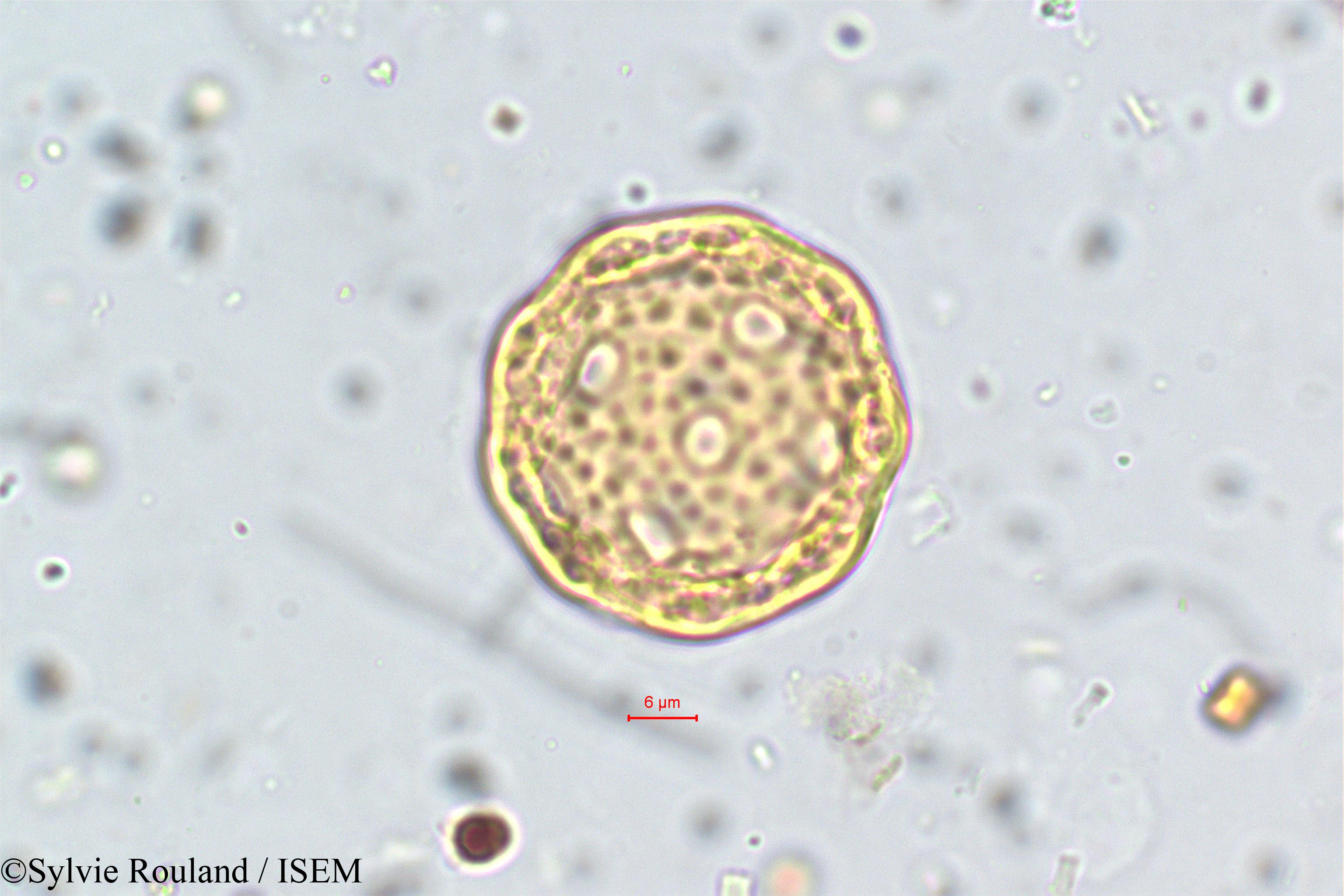 Sylvie.Rouland/Allmania_nodiflora_5778/Allmania_nodiflora_5778_0002(copy).jpg