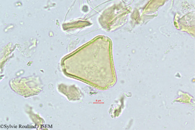 Sylvie.Rouland/Allophylus_abyssinicus_461/Allophylus_abyssinicus_461_0001(copy)_thumb.jpg