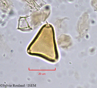 Sylvie.Rouland/Allophylus_africanus_856/Allophylus_africanus_856_0001(copy)_thumb.jpg