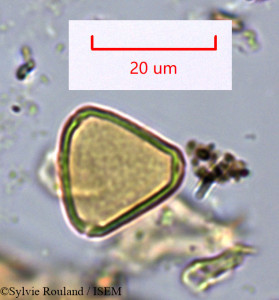 Sylvie.Rouland/Allophylus_arboreus_1466/Allophylus_arboreus_1466_0001(copy)_thumb.jpg