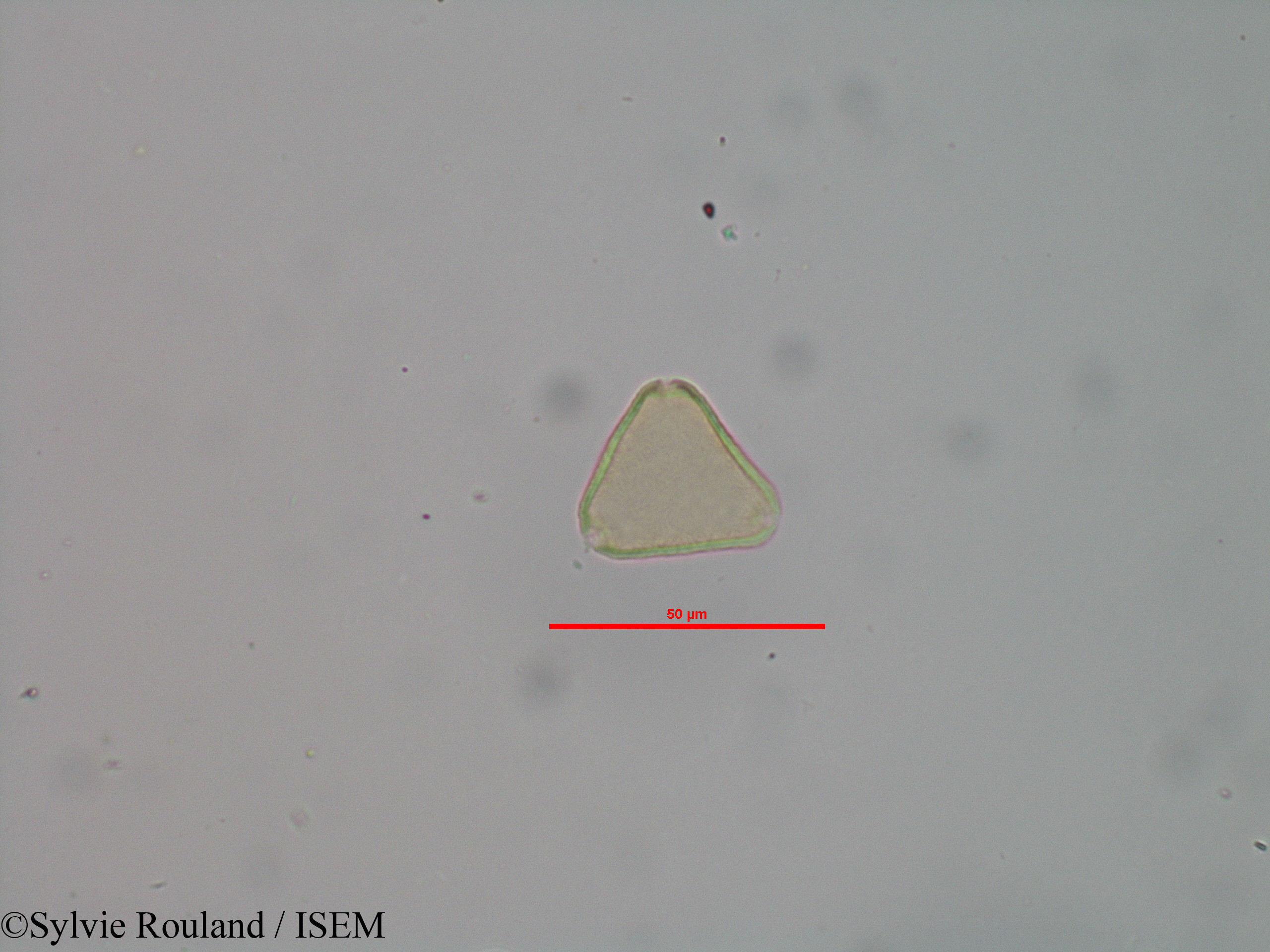 Sylvie.Rouland/Allophylus_bicruris_40603/Allophylus_bicruris_40603_0001(copy).jpg