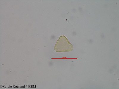 Sylvie.Rouland/Allophylus_bicruris_40603/Allophylus_bicruris_40603_0001(copy)_thumb.jpg
