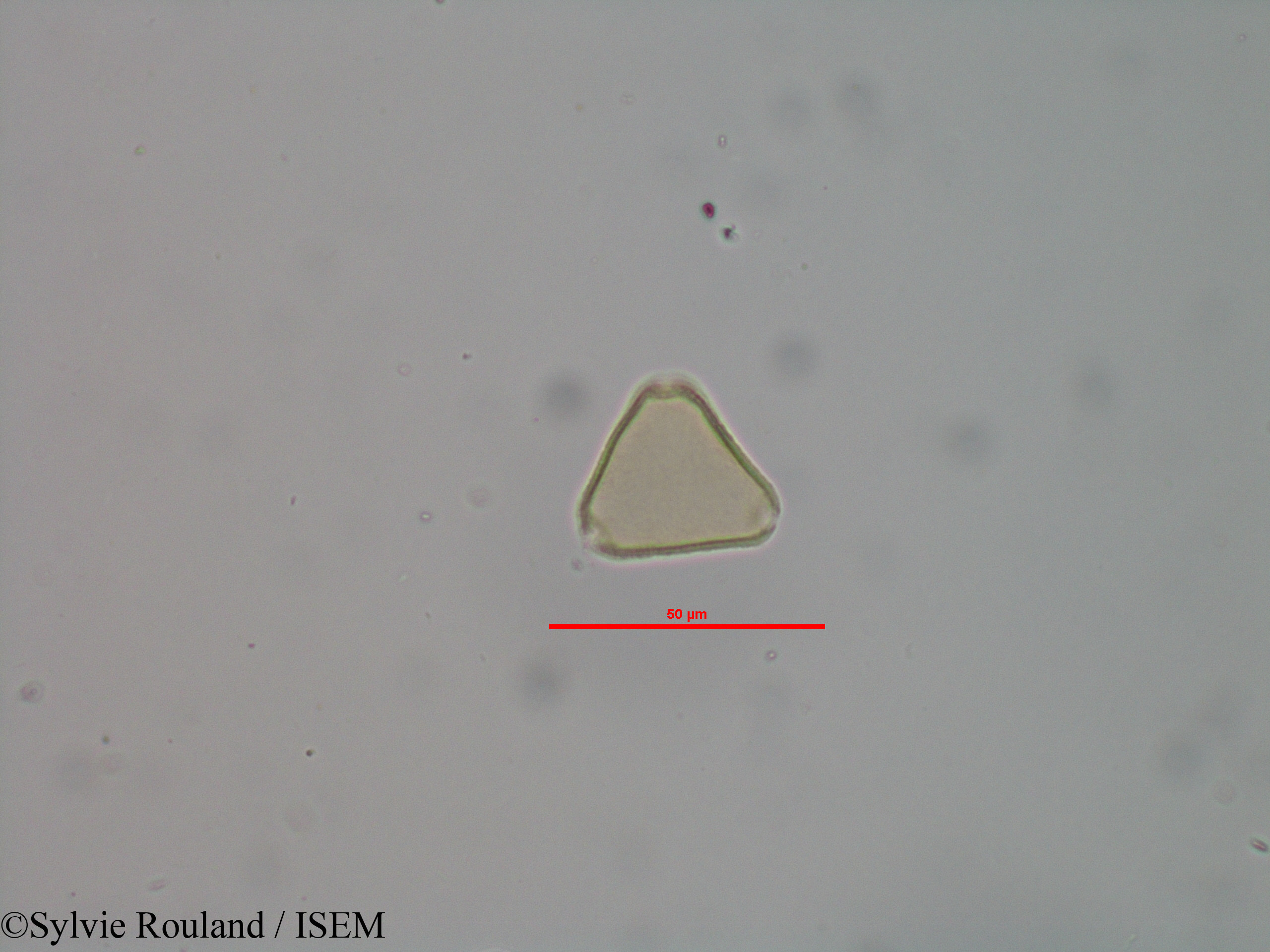 Sylvie.Rouland/Allophylus_bicruris_40603/Allophylus_bicruris_40603_0002(copy).jpg