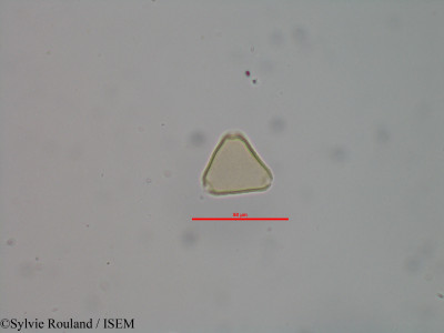 Allophylus bicruris - lame n° 40603