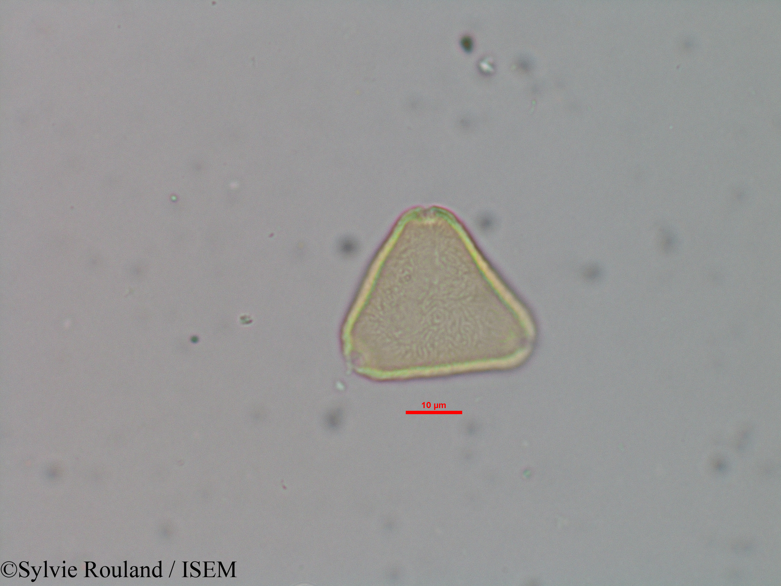 Sylvie.Rouland/Allophylus_bicruris_40603/Allophylus_bicruris_40603_0003(copy).jpg