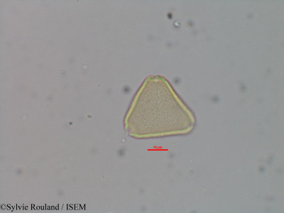 Allophylus bicruris - lame n° 40603