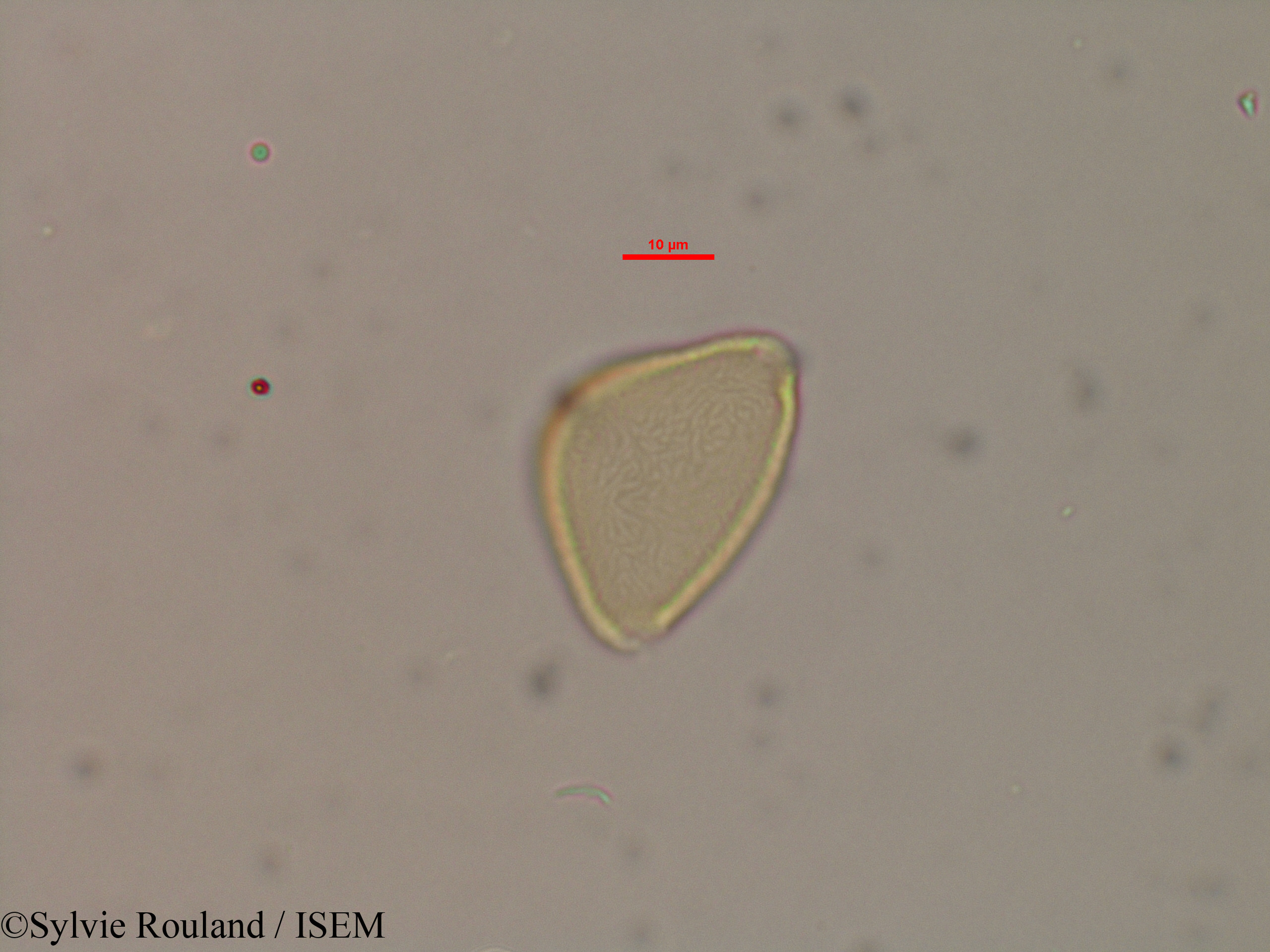 Sylvie.Rouland/Allophylus_bicruris_40603/Allophylus_bicruris_40603_0004(copy).jpg