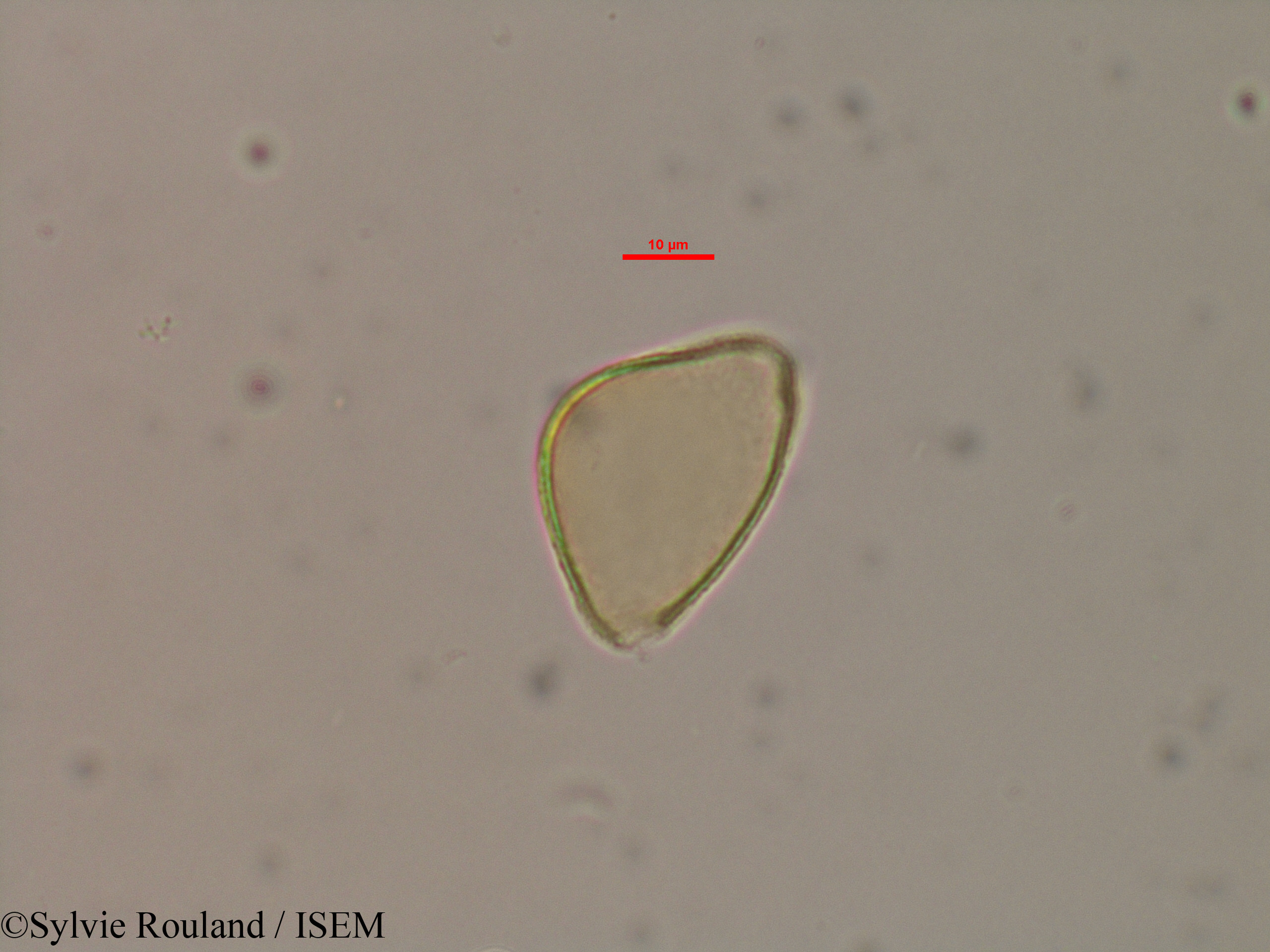 Sylvie.Rouland/Allophylus_bicruris_40603/Allophylus_bicruris_40603_0005(copy).jpg