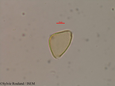 Allophylus bicruris - lame n° 40603