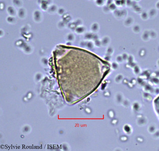 Sylvie.Rouland/Allophylus_imenoensis_857/Allophylus_imenoensis_857_0001(copy)_thumb.jpg