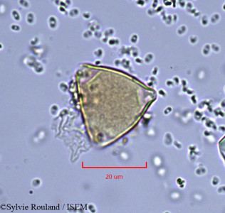 Allophylus imenoensis - lame n° 857