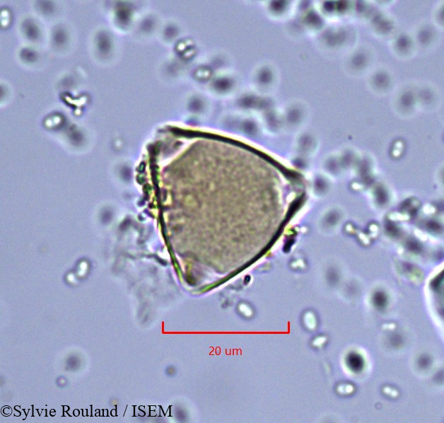 Sylvie.Rouland/Allophylus_imenoensis_857/Allophylus_imenoensis_857_0003(copy).jpg